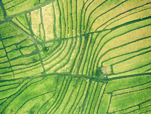 Rice-fields-green